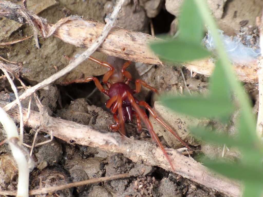 Maschio di Dysdera sp. - Tolfa (RM)